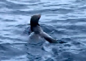 ¿Qué hacía un lobo fino de Galápagos en México? Así fue el rescate que movilizó a expertos y autoridades