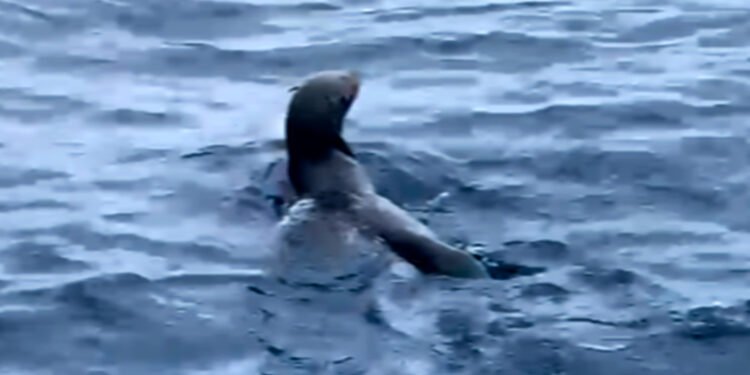 ¿Qué hacía un lobo fino de Galápagos en México? Así fue el rescate que movilizó a expertos y autoridades