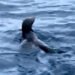 ¿Qué hacía un lobo fino de Galápagos en México? Así fue el rescate que movilizó a expertos y autoridades