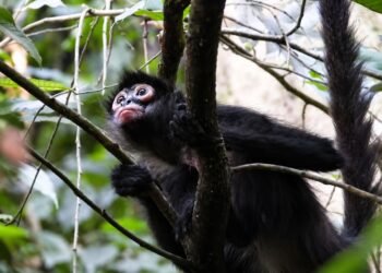 Así fue el regreso de 17 monos a uno de los pulmones verdes de México