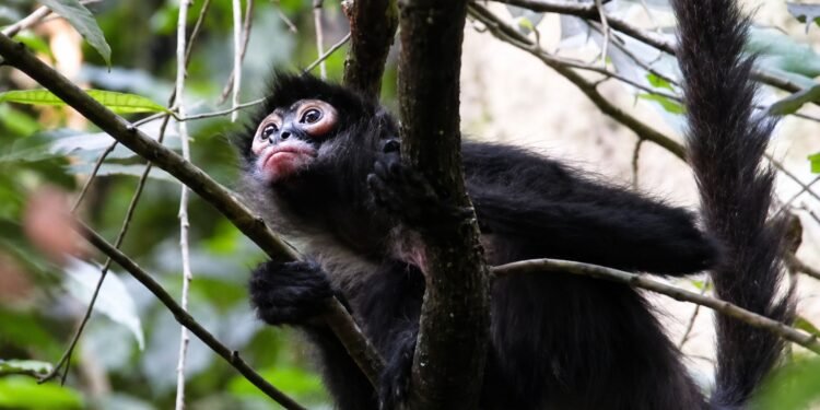 Así fue el regreso de 17 monos a uno de los pulmones verdes de México
