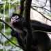 Así fue el regreso de 17 monos a uno de los pulmones verdes de México