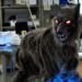¿Un lobo robot contra los osos? Así funciona el invento japonés que ya protege una tienda y sorprende al mundo
