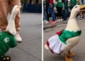 ¿Llegó competencia para Merlín? La patita Juanita aparece en el Mundial, pero las redes ya eligieron a su favorito