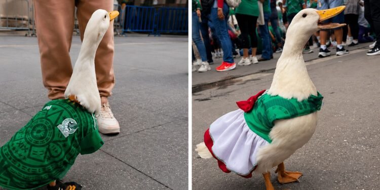 ¿Llegó competencia para Merlín? La patita Juanita aparece en el Mundial, pero las redes ya eligieron a su favorito