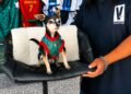 Así “trabaja” Pinky, el lomito que se volvió viral por modelar accesorios para mascotas