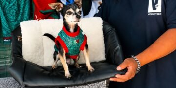Así “trabaja” Pinky, el lomito que se volvió viral por modelar accesorios para mascotas