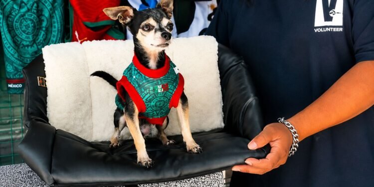 Así “trabaja” Pinky, el lomito que se volvió viral por modelar accesorios para mascotas