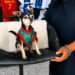 Así “trabaja” Pinky, el lomito que se volvió viral por modelar accesorios para mascotas