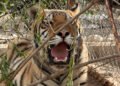 Hallazgo fuera de lo común; rescatan dos tigres de bengala durante cateo en Chihuahua