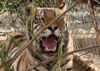Hallazgo fuera de lo común; rescatan dos tigres de bengala durante cateo en Chihuahua