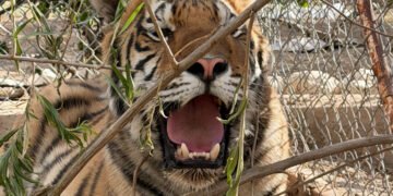 Hallazgo fuera de lo común; rescatan dos tigres de bengala durante cateo en Chihuahua