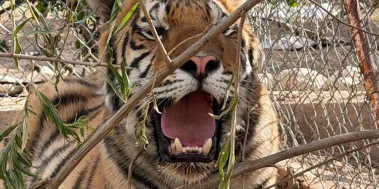 Hallazgo fuera de lo común; rescatan dos tigres de bengala durante cateo en Chihuahua