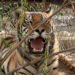 Hallazgo fuera de lo común; rescatan dos tigres de bengala durante cateo en Chihuahua