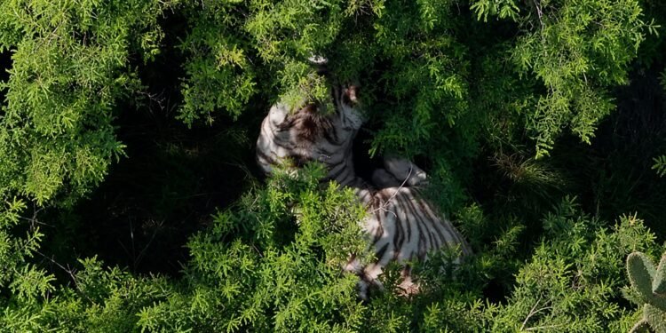 Tigre de Bengala sigue suelto en Edomex; así avanza el operativo para capturarlo