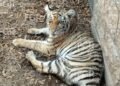 ¡Tenían un tigre y un cocodrilo en casa! Así encontraron a seis especies protegidas en Jalisco