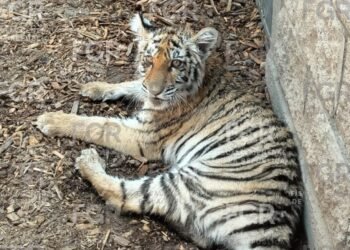 ¡Tenían un tigre y un cocodrilo en casa! Así encontraron a seis especies protegidas en Jalisco