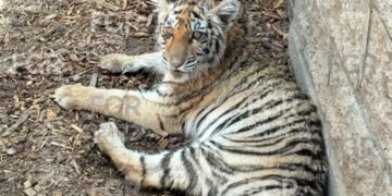 ¡Tenían un tigre y un cocodrilo en casa! Así encontraron a seis especies protegidas en Jalisco