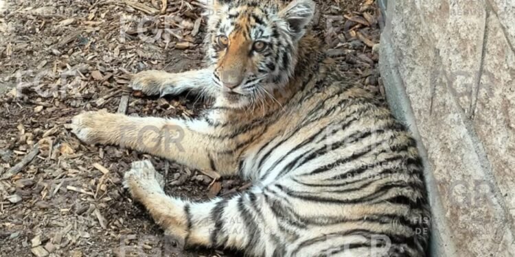 ¡Tenían un tigre y un cocodrilo en casa! Así encontraron a seis especies protegidas en Jalisco
