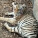 ¡Tenían un tigre y un cocodrilo en casa! Así encontraron a seis especies protegidas en Jalisco