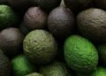 El “oro verde”, termómetro de la economía mexicana: José Eduardo López Portillo