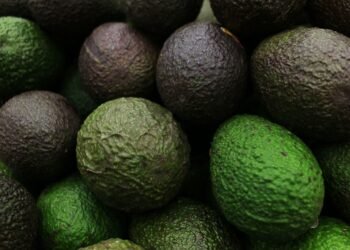 El “oro verde”, termómetro de la economía mexicana: José Eduardo López Portillo