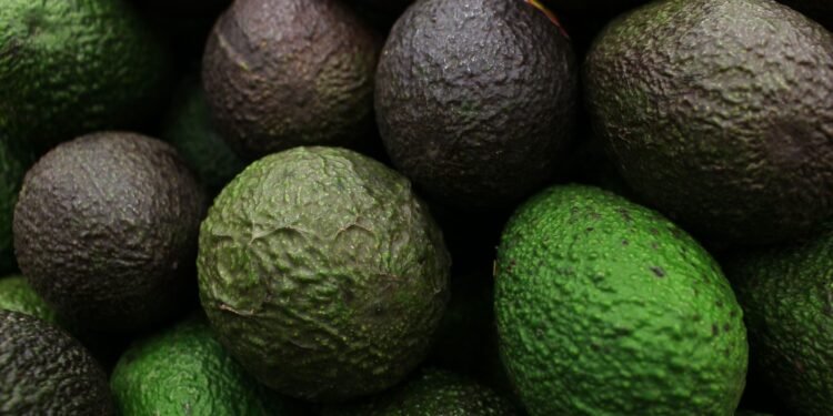 El “oro verde”, termómetro de la economía mexicana: José Eduardo López Portillo