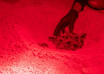 La espera terminó; nacen las primeras tortugas marinas de la temporada en Cozumel