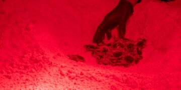 La espera terminó; nacen las primeras tortugas marinas de la temporada en Cozumel