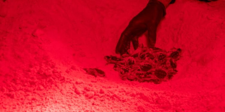 La espera terminó; nacen las primeras tortugas marinas de la temporada en Cozumel