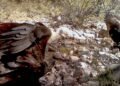 El video que sorprendió a los biólogos; así fue el inesperado ataque de un Águila Real en México