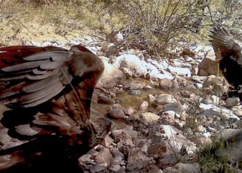 El video que sorprendió a los biólogos; así fue el inesperado ataque de un Águila Real en México