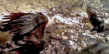 El video que sorprendió a los biólogos; así fue el inesperado ataque de un Águila Real en México