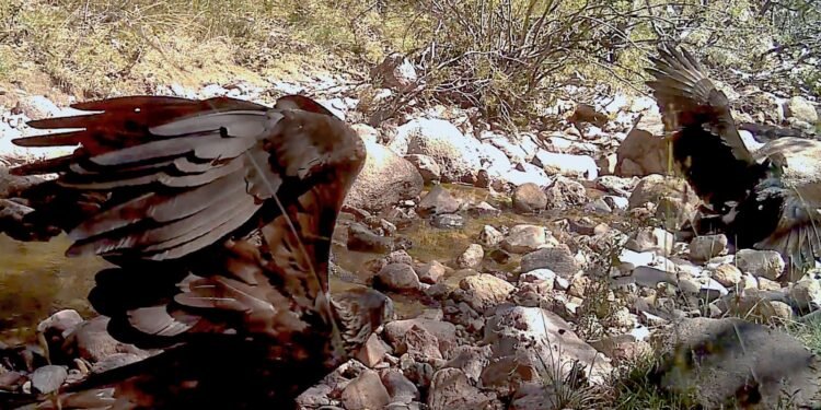 El video que sorprendió a los biólogos; así fue el inesperado ataque de un Águila Real en México