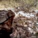 El video que sorprendió a los biólogos; así fue el inesperado ataque de un Águila Real en México