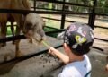 Adiós al Güero: muere el dromedario más querido del Zoológico Payo Obispo