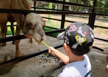 Adiós al Güero: muere el dromedario más querido del Zoológico Payo Obispo