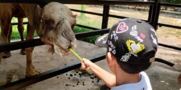 Adiós al Güero: muere el dromedario más querido del Zoológico Payo Obispo