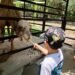 Adiós al Güero: muere el dromedario más querido del Zoológico Payo Obispo