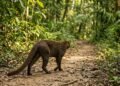 Hidalgo celebra un hallazgo único: el jaguarundi ya tiene rostro en Los Mármoles