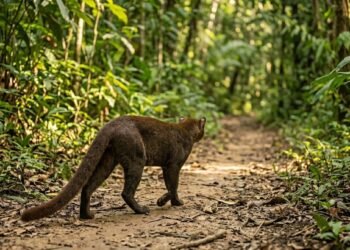 Hidalgo celebra un hallazgo único: el jaguarundi ya tiene rostro en Los Mármoles