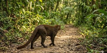 Hidalgo celebra un hallazgo único: el jaguarundi ya tiene rostro en Los Mármoles