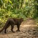 Hidalgo celebra un hallazgo único: el jaguarundi ya tiene rostro en Los Mármoles