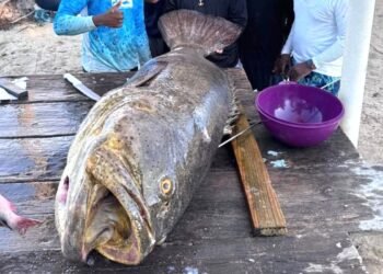 ¿Monstruo marino o gigante del Caribe? Capturan un mero goliat de 177 kilos frente a Belice
