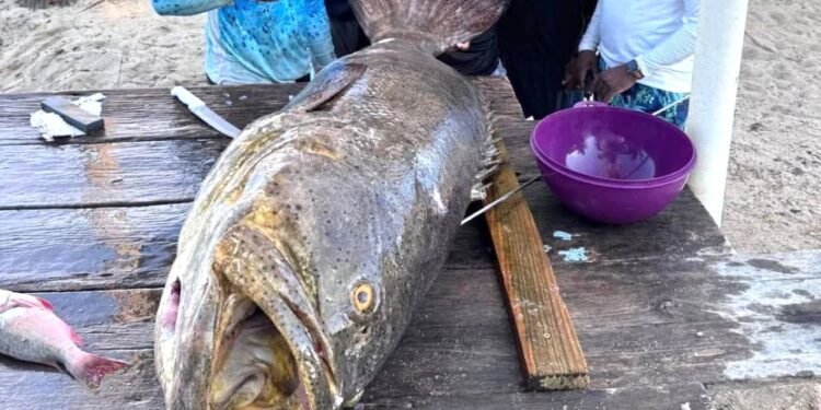 ¿Monstruo marino o gigante del Caribe? Capturan un mero goliat de 177 kilos frente a Belice