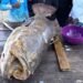 ¿Monstruo marino o gigante del Caribe? Capturan un mero goliat de 177 kilos frente a Belice
