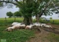 Una descarga fulminó en segundos a 14 vacas en Chiapas. Esto pasó