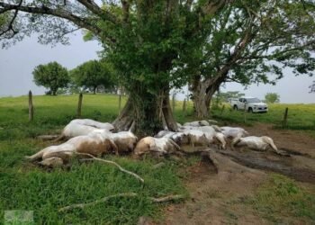 Una descarga fulminó en segundos a 14 vacas en Chiapas. Esto pasó