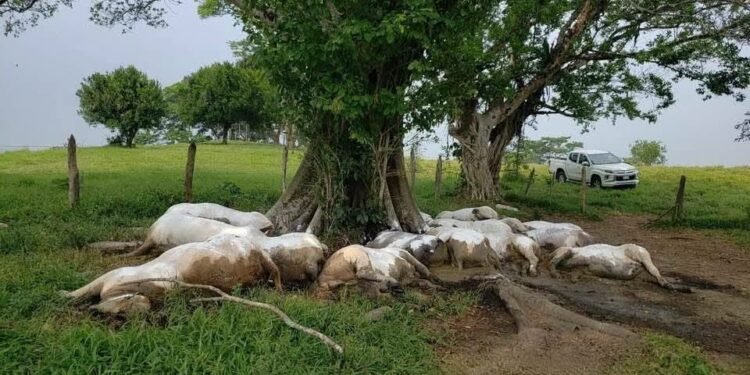 Una descarga fulminó en segundos a 14 vacas en Chiapas. Esto pasó