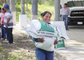 ¿Eres productor? Ya comenzó la entrega de semilla mejorada de maíz en estos municipios